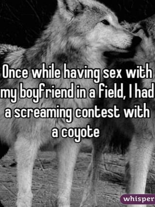 Wolf Sex Stories